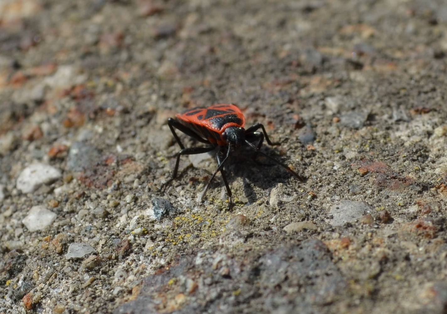 Pyrrhocoris apterus? S